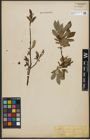 Foto von Salix phylicifolia L.